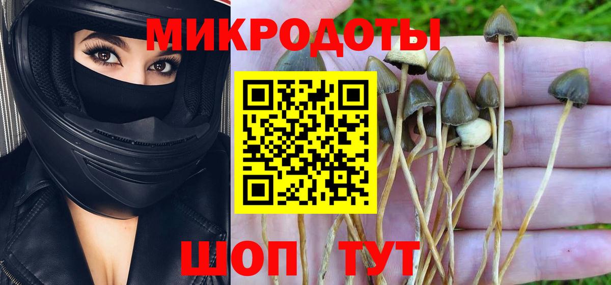 Псилоцибиновые грибы Psilocybine cubensis Фурманов
